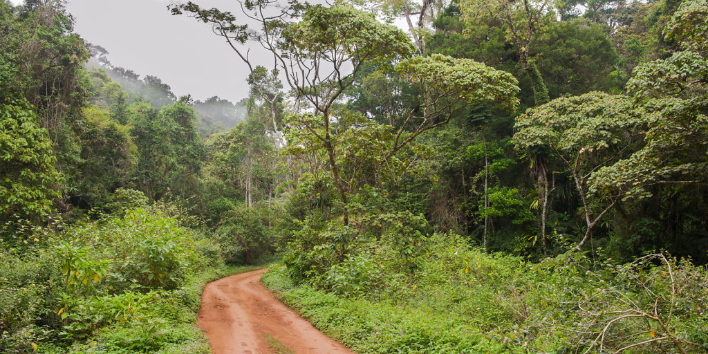 Road into the rainforest at Montagne d'Ambre N.P.