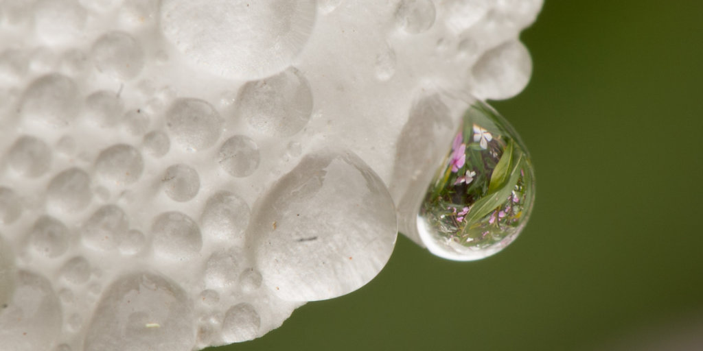 Bougainvillea mirrored in a water drop (The Litchie Tree at Joff